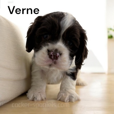 puppy, for, sale, Cocker Spaniel, Joe & Cherri  Overlease, dog, breeder, Miller, MO, dog-breeder, puppy-for-sale, forsale, nearby, find, puppyfind, locator, puppylocator, aca